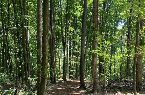 Bemus Point Cabin | Memory Lane country living 3 miles from the amazing town of Bemus Point!